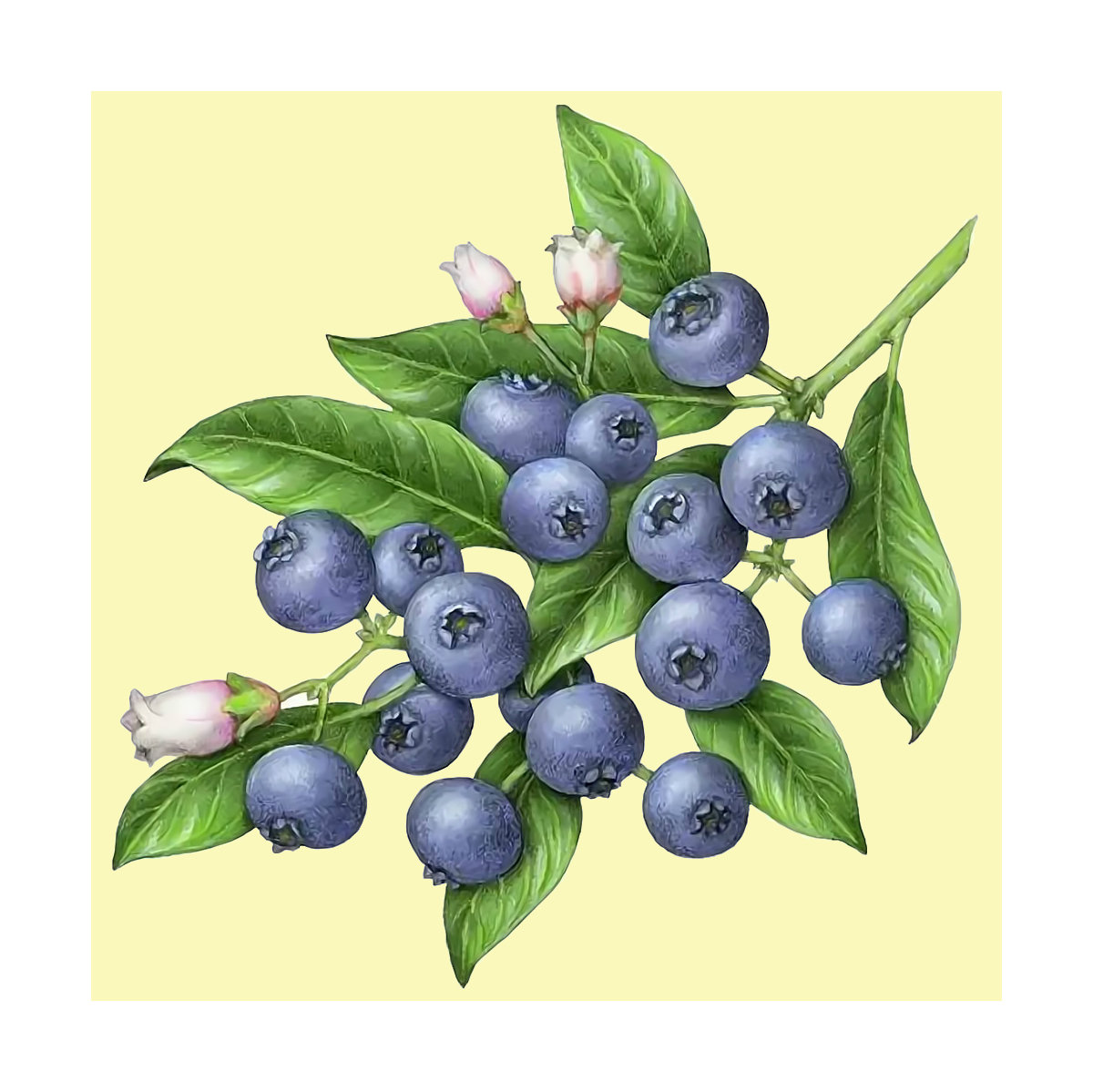 Черника. - ягоды, черника, ветка - оригинал