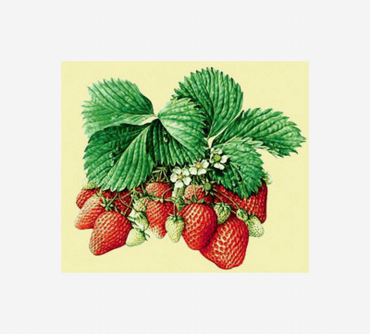 Клубника. - клубника, ягоды, ветка - предпросмотр