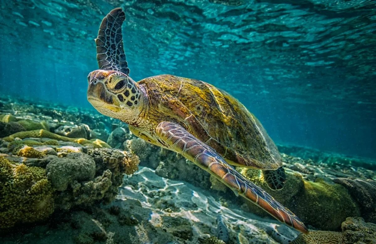 Океан - оригинал