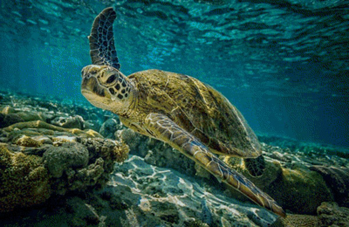 Океан - предпросмотр