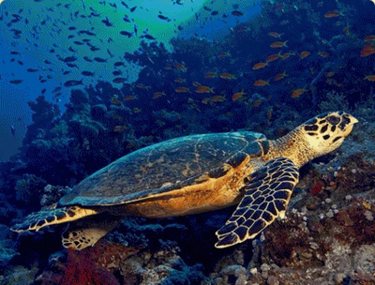 К морским черепахам относится. Морская черепаха бисса. Черепаха Каретта-Каретта. Морская черепаха Хоксбилл. Бисса Каретта.