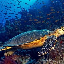 Схема вышивки «Океан»