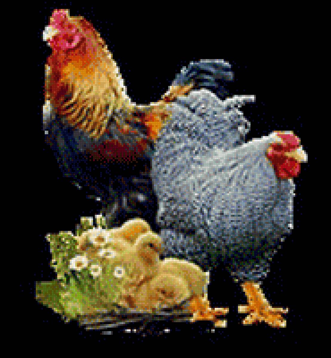 Петух и курочка - петух, курочка, картинка, птица - предпросмотр