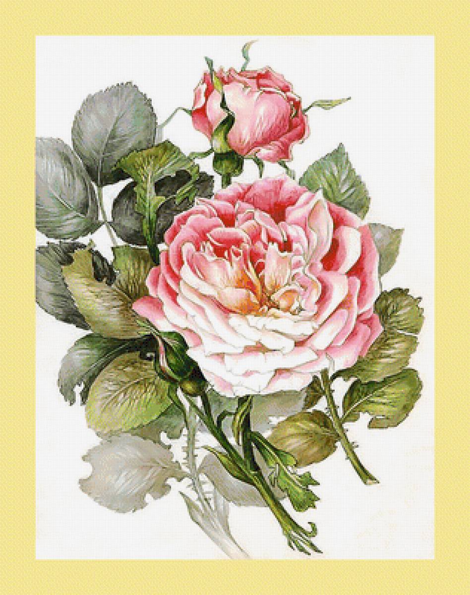 Серия "Розы". - розы, флора, цветы - предпросмотр