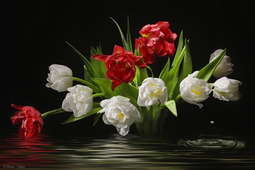 отражение - тюльпаны, ваза, красное и белое, цветы, вода - оригинал