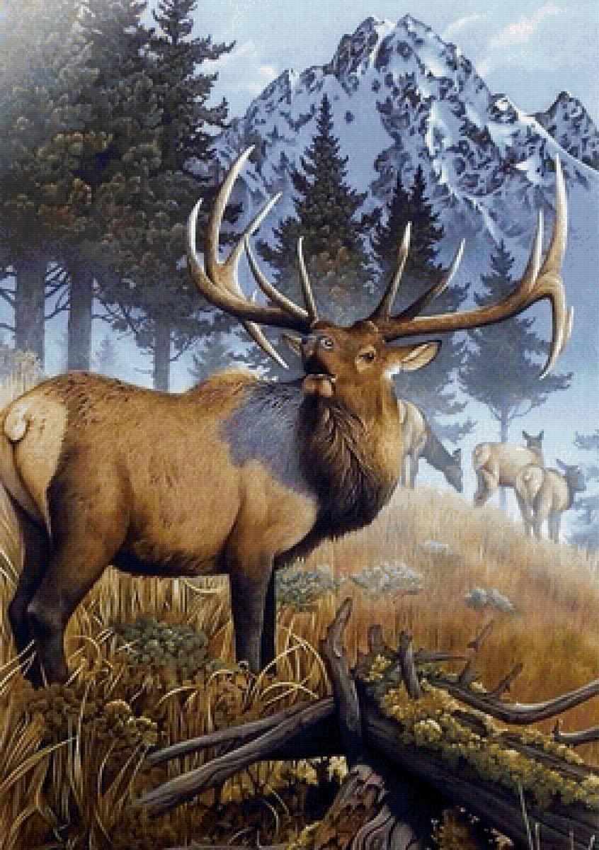 дикие - предпросмотр