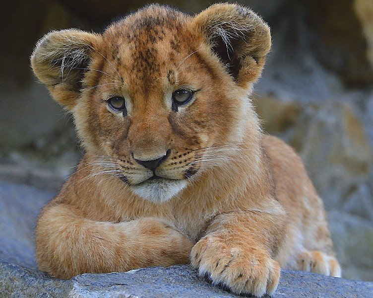 №2047993 - оригинал