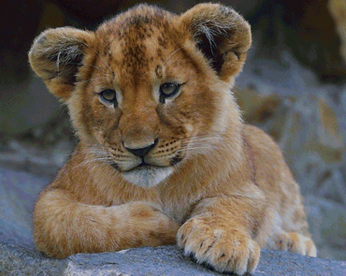 №2047993 - предпросмотр