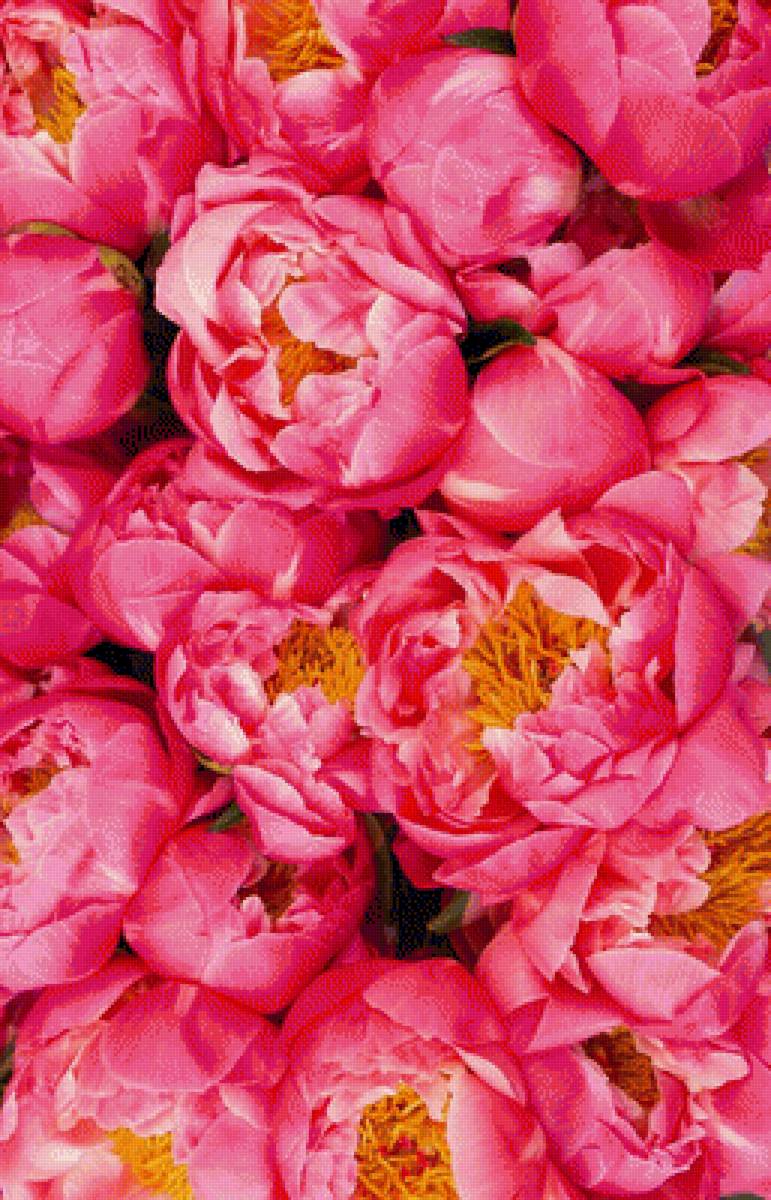 №2048070 - пионы - предпросмотр