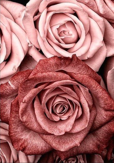 №2048078 - натюрморт с розами - оригинал