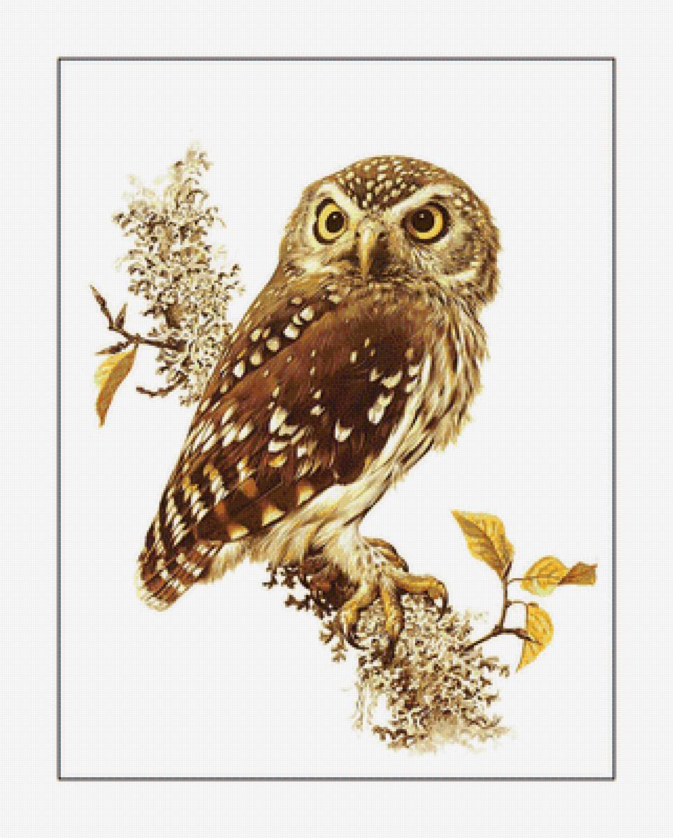 Совушка. - птицы, сова, хищник, взгляд - предпросмотр