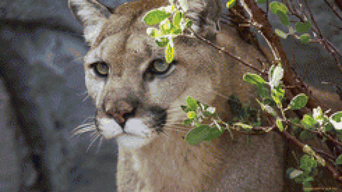 пума - животные, природа, кот, пума - предпросмотр