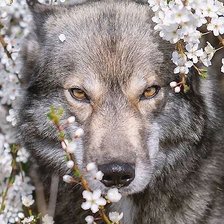 Схема вышивки «№2048721»