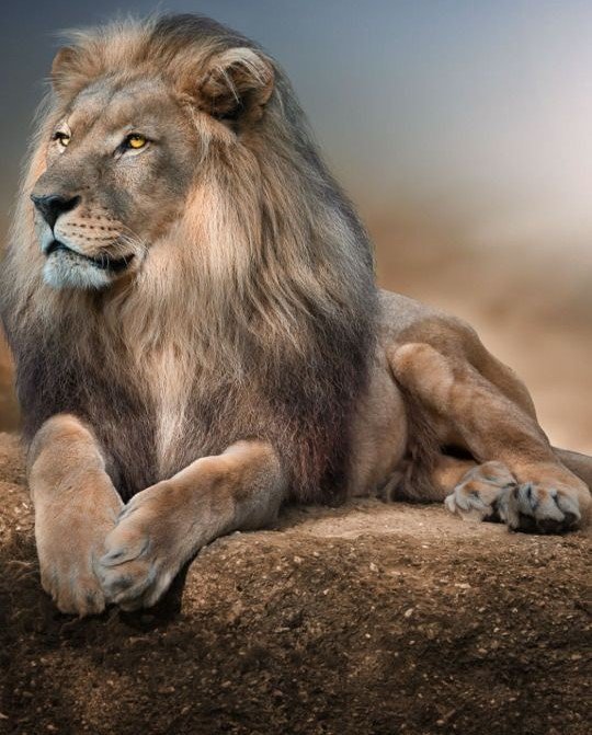 дикие - оригинал