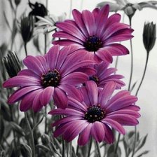 Схема вышивки «Цветы»