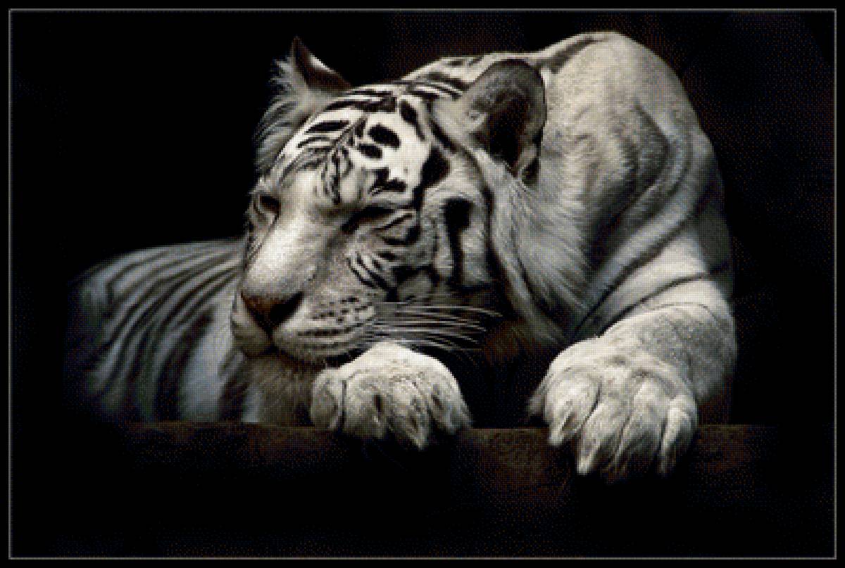 Тигр альбинос - животные - предпросмотр