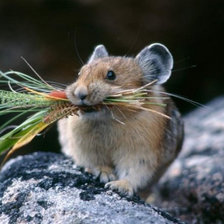 Схема вышивки «мышка»