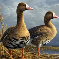 Схема вышивки «птицы»