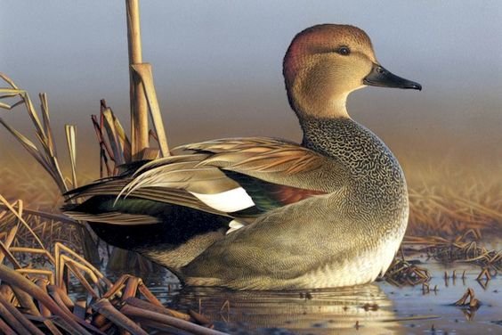 птицы - оригинал