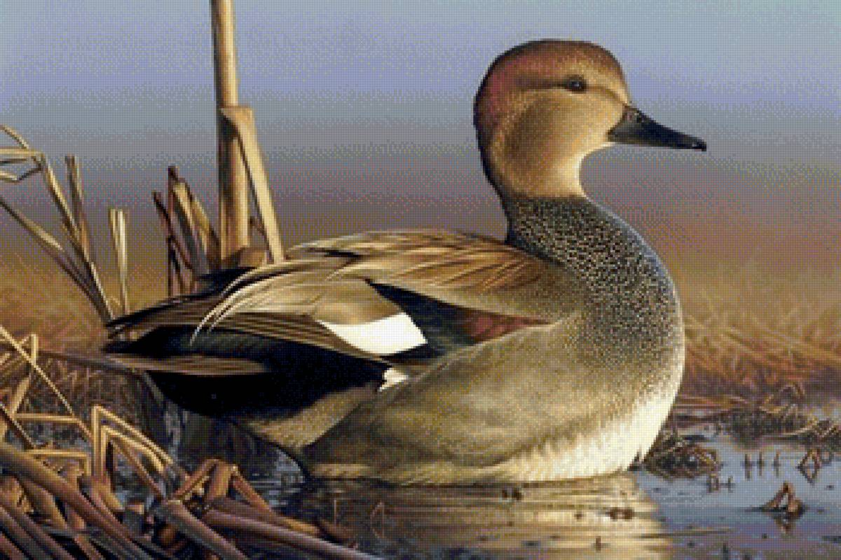 птицы - предпросмотр