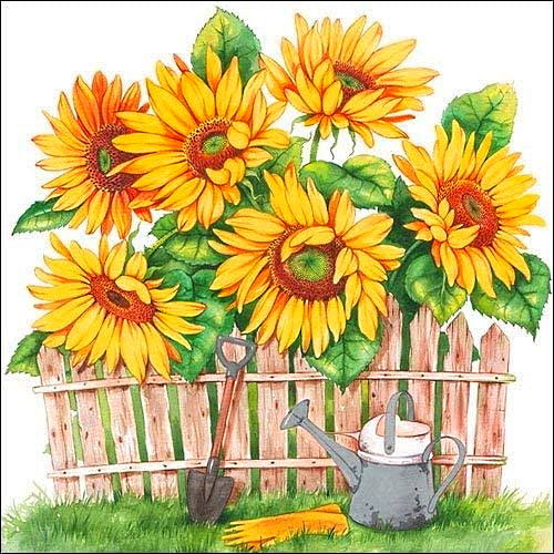 Солнечные цветы - желтые цветы, подсолнухи, огород, сад, подсолнух - оригинал