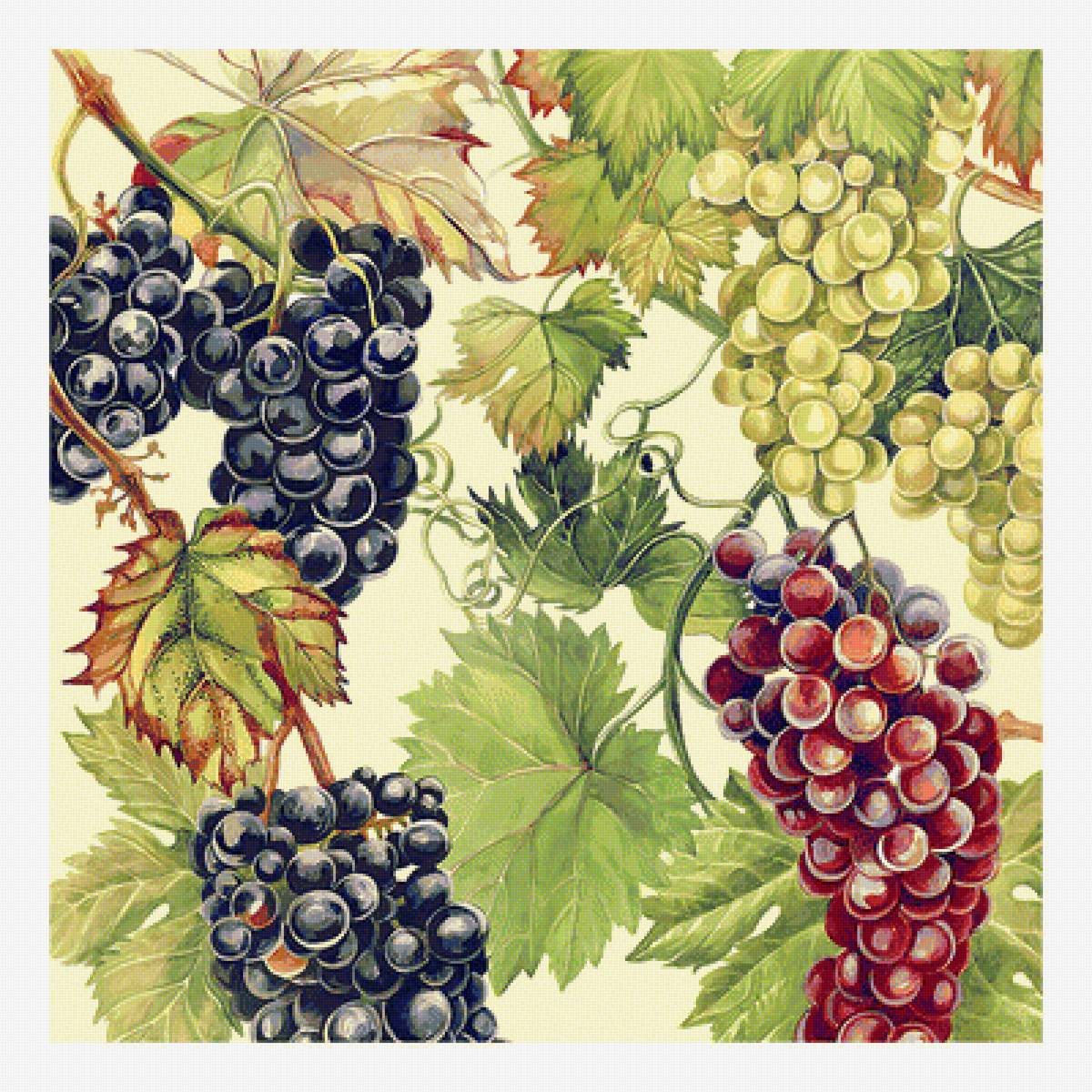 Виноград. - лоза, ягоды, виноград - предпросмотр