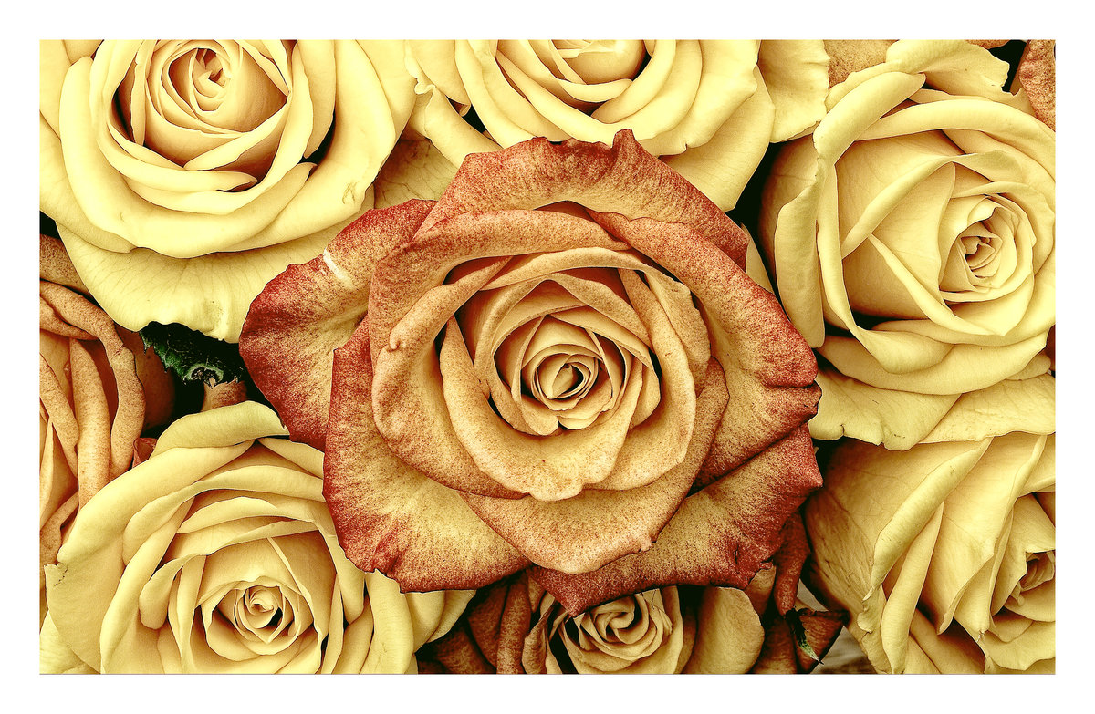 Серия "Розы". - цветы, флора, розы - оригинал