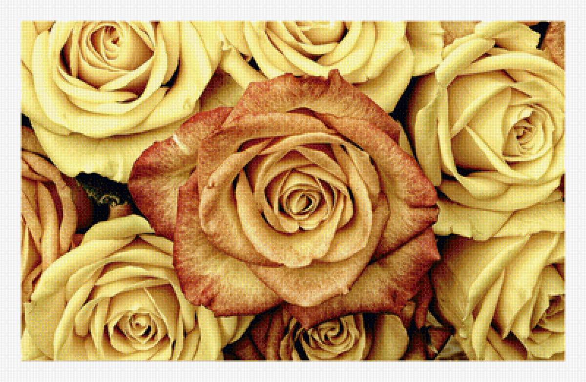 Серия "Розы". - флора, розы, цветы - предпросмотр