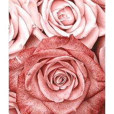 Схема вышивки «Серия "Розы".»