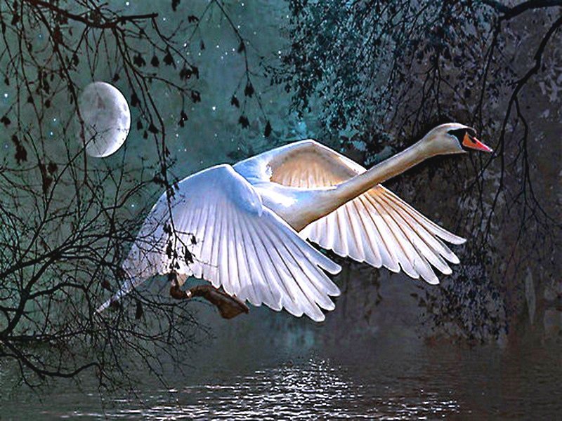 Ночной полет - луна, вода, , ночь, птицы, лебедь - оригинал