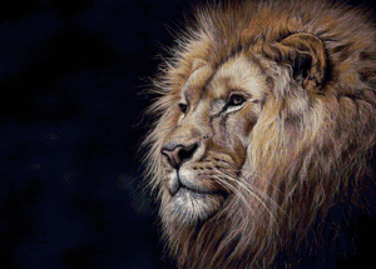 Лев - животные, лев, звери - предпросмотр