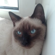 Схема вышивки «Сиамка»