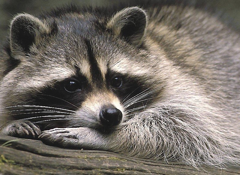 №2050256 - оригинал