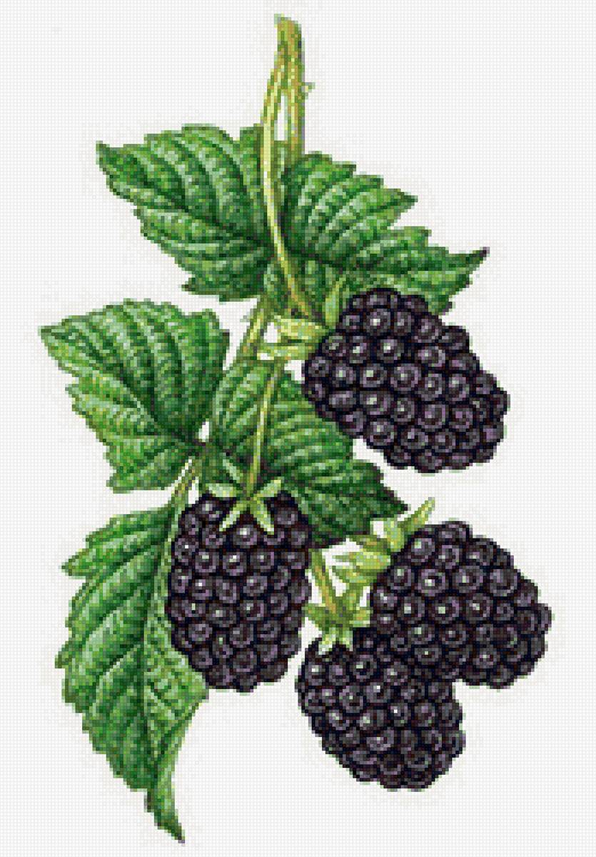 ягодки - предпросмотр