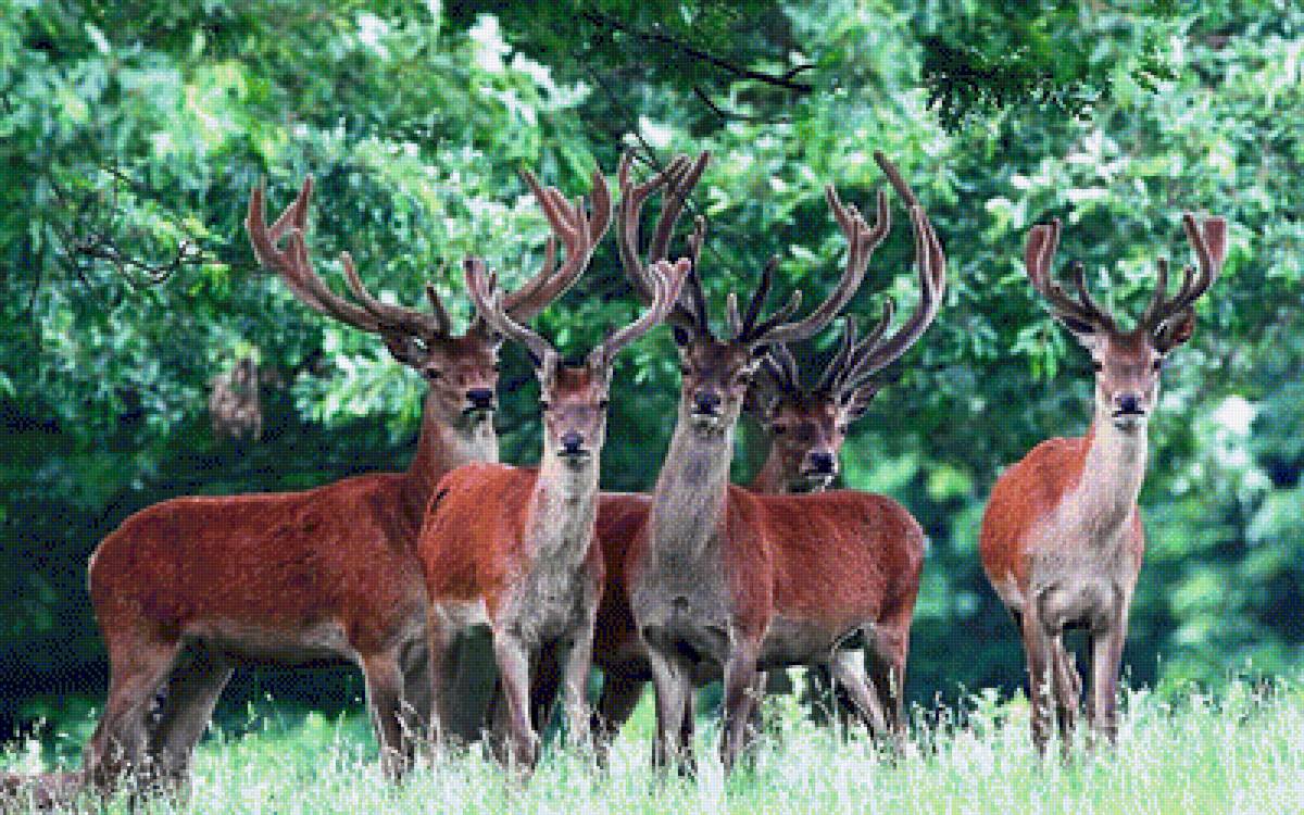 На опушке - олени, лес, животные - предпросмотр