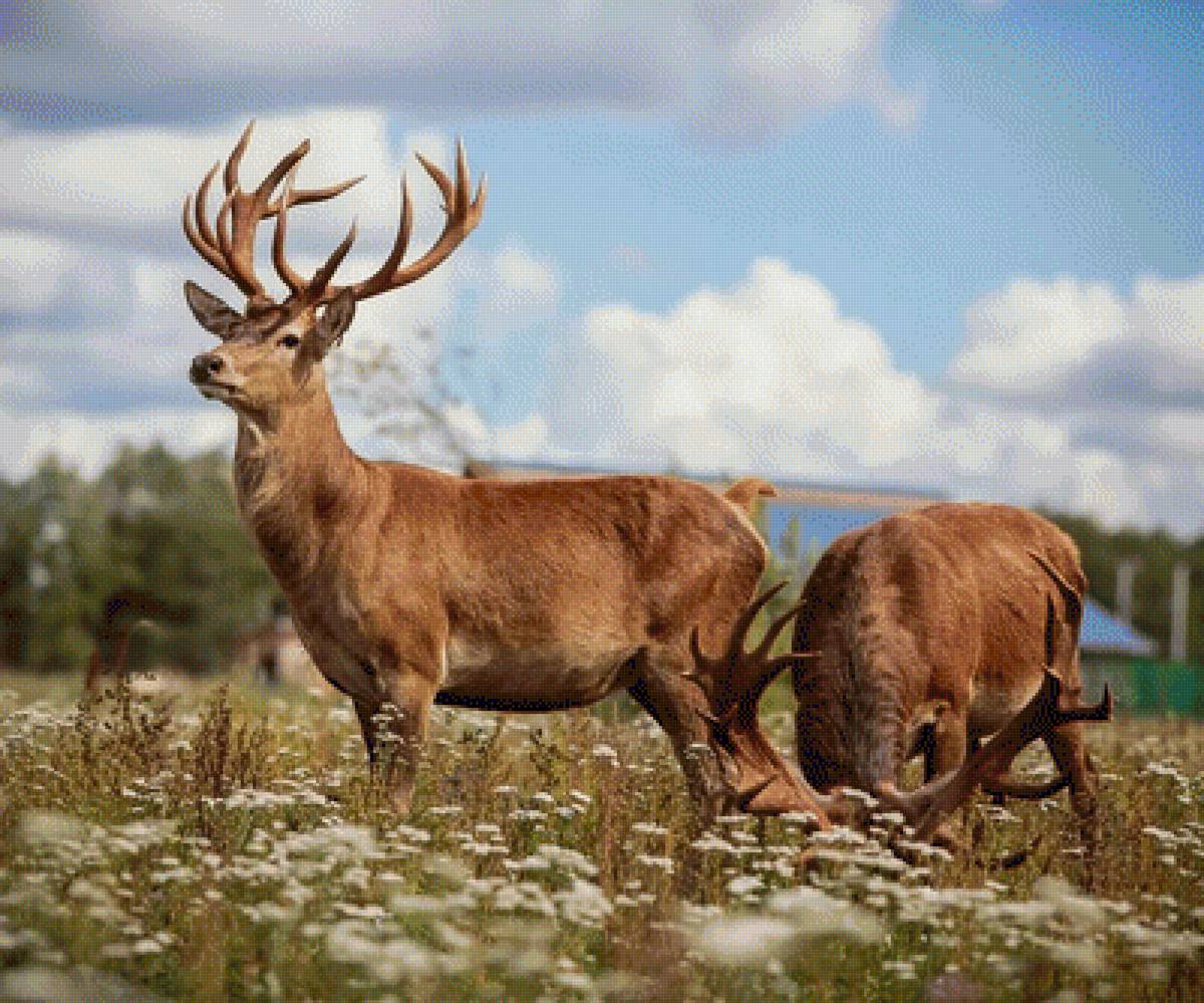 Олени - природа, животные, олени - предпросмотр