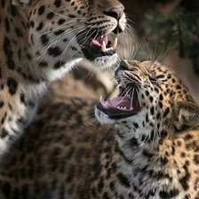 Схема вышивки «Серьезный разговор»