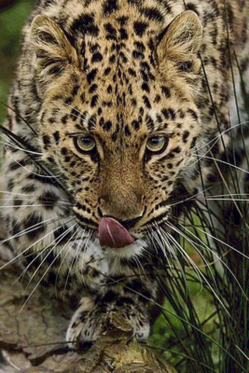 Леопард - животные, леопард - предпросмотр