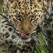 Схема вышивки «Леопард»