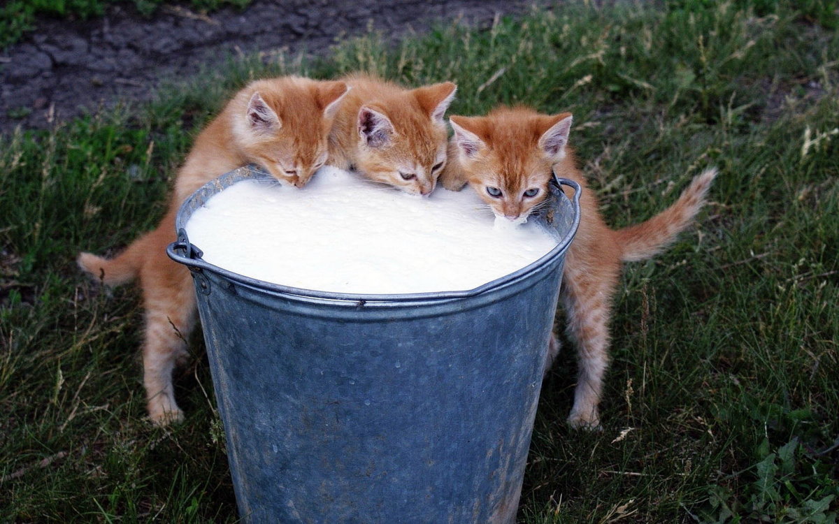 Пока хозяйка не видит - котенок, кошки, животные - оригинал