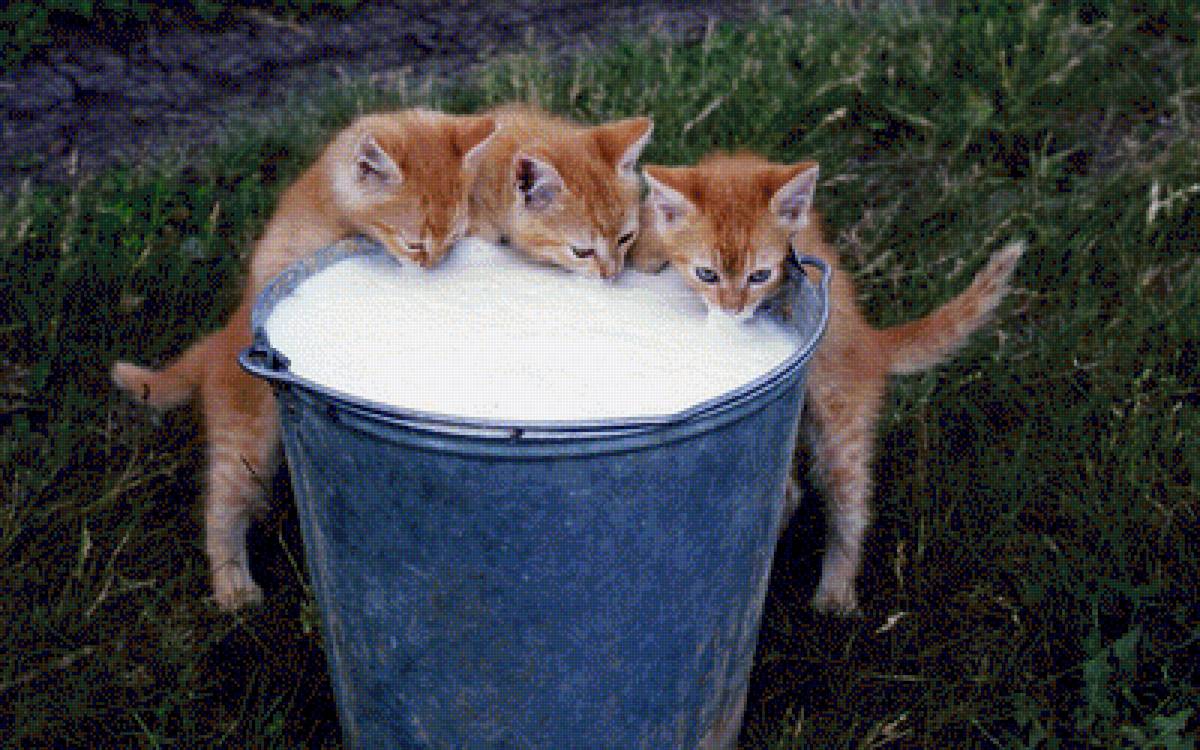 Пока хозяйка не видит - кошки, котенок, животные - предпросмотр