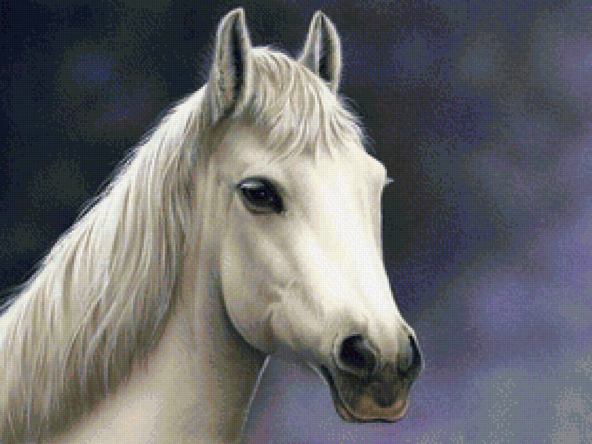 Белая красавица - лошадь, конь, животные - предпросмотр