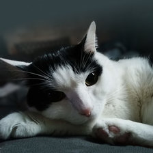 Схема вышивки «Кот»