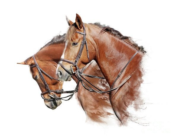 лошади - лошади - оригинал