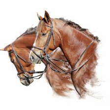Оригинал схемы вышивки «лошади» (№2050738)
