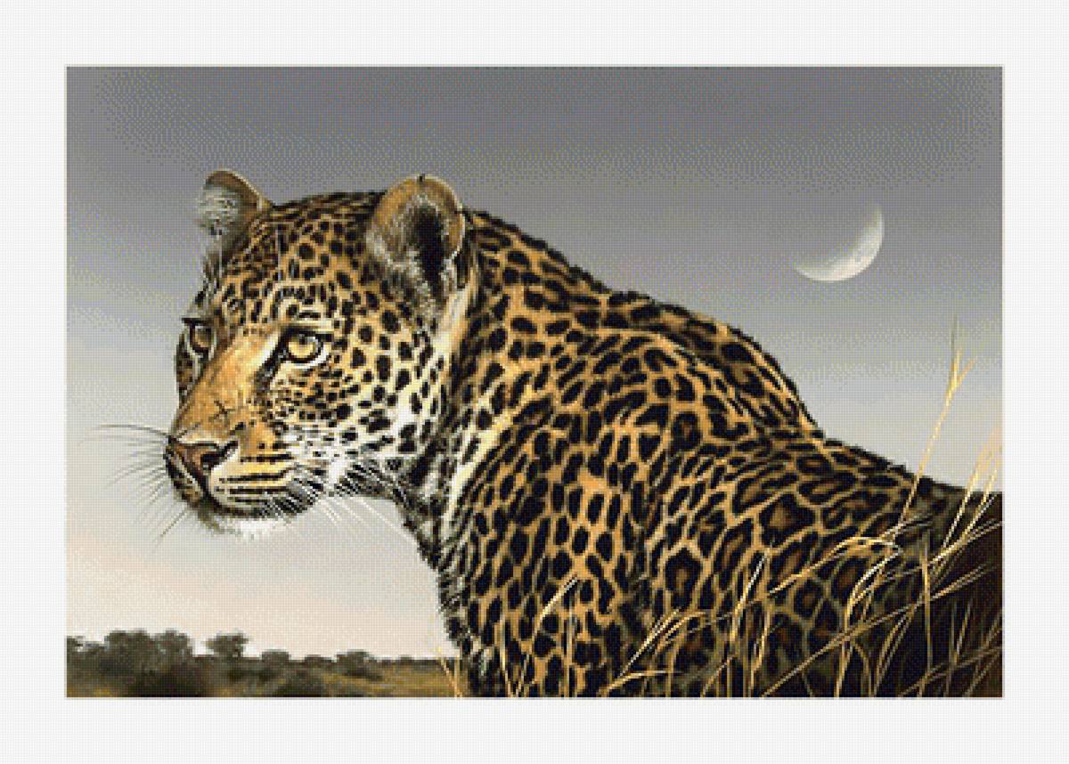 Леопард. - хищник, взгляд, живопись, леопард, животные - предпросмотр