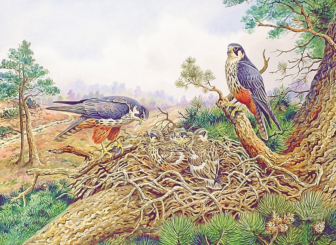 №2051102 - птицы, деревья, гнездо - оригинал