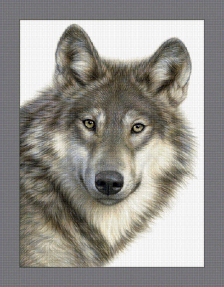 Волк. - хищник, животные, взгляд, волк, живопись - предпросмотр