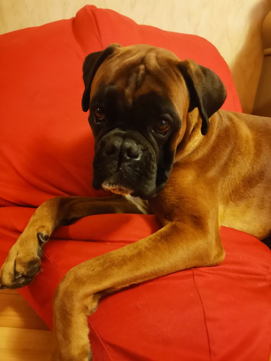 Индиго - немецкий боксер - оригинал