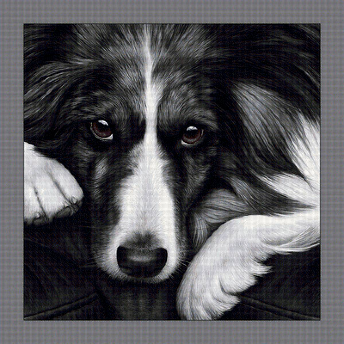Пёс. - взгляд, живопись, животные, собака - предпросмотр